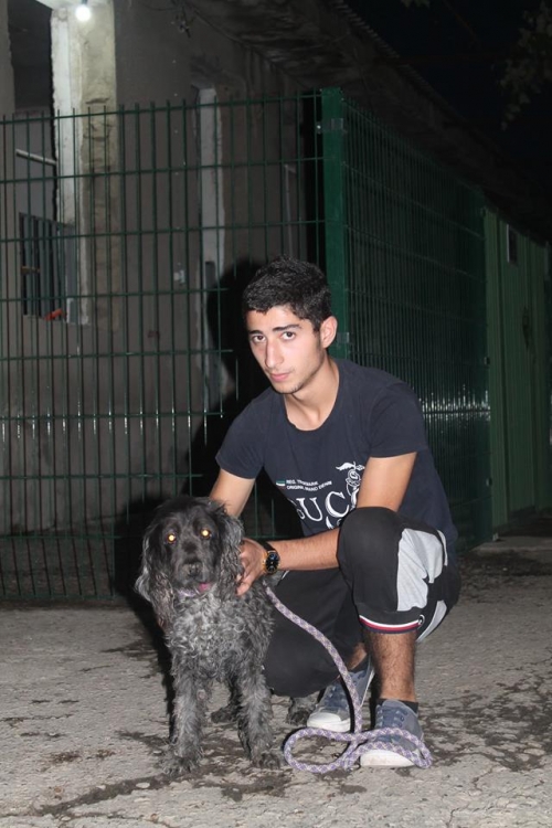 რუსული კოკერ სპანელი კოკი