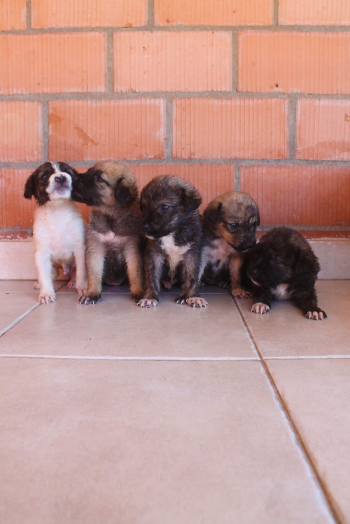 მეტისი უსახელო