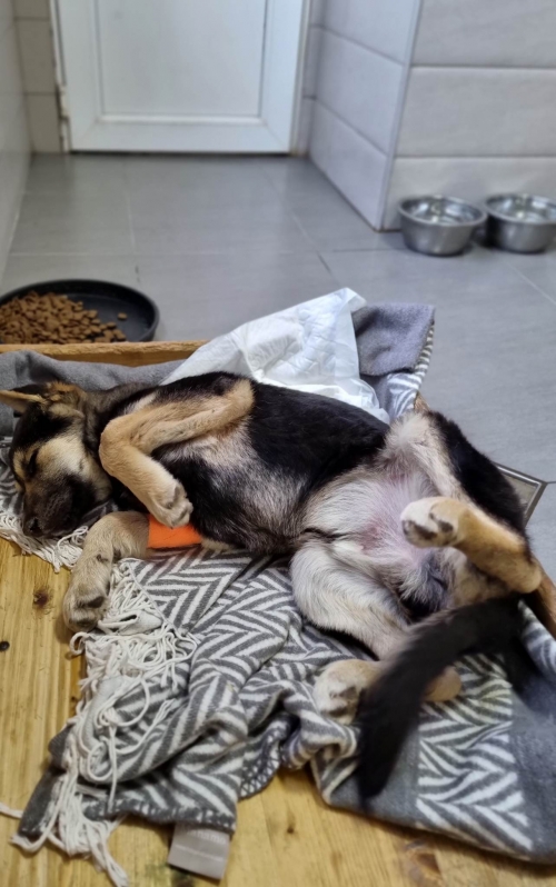 მეტისი ვაკის პარკი