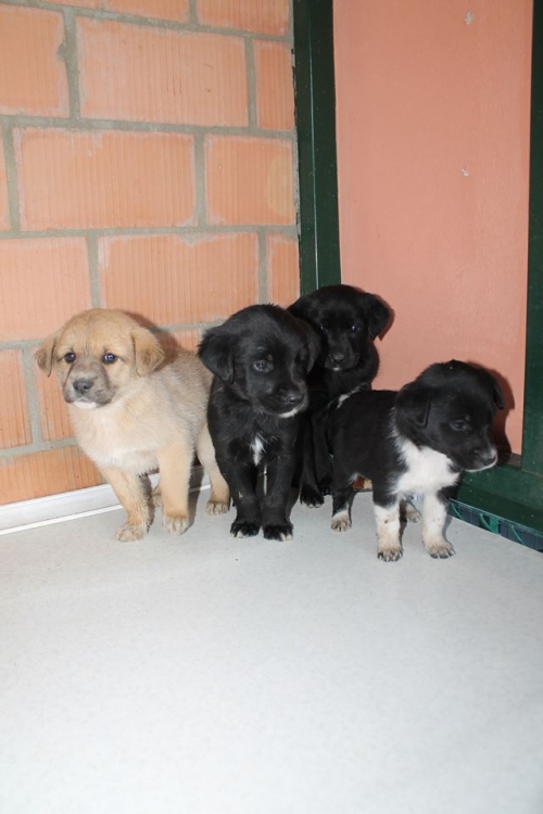 მეტისის ლეკვები უსახელო