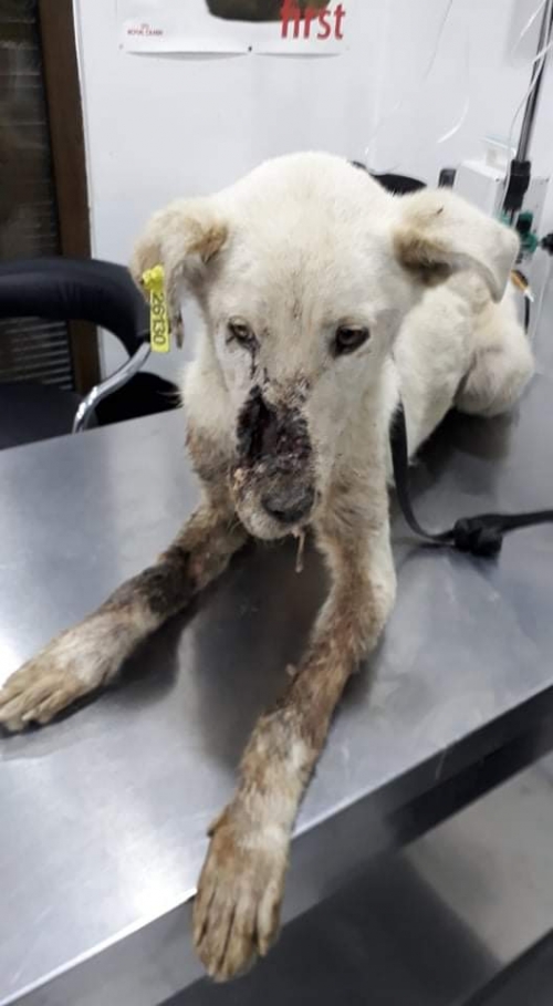 მეტისი უსახელო