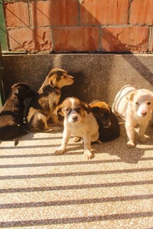 მეტისი უსახელო