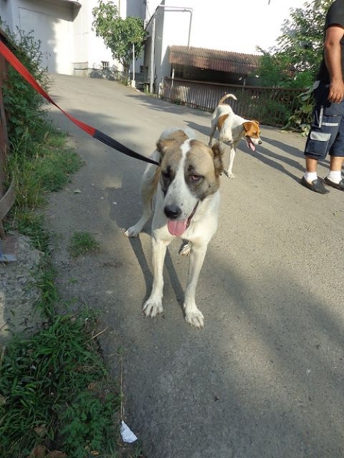 ქართული ნაგაზი ლედი