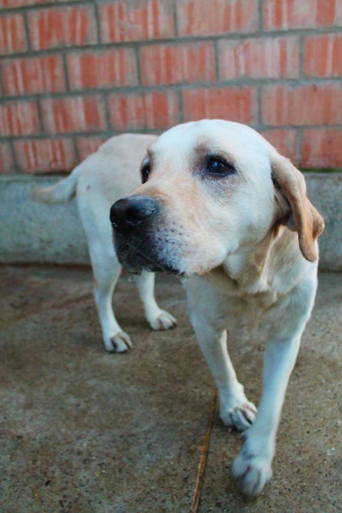 ლაბრადორი უსახელო