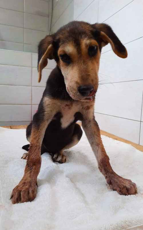 მეტისი უსახელო