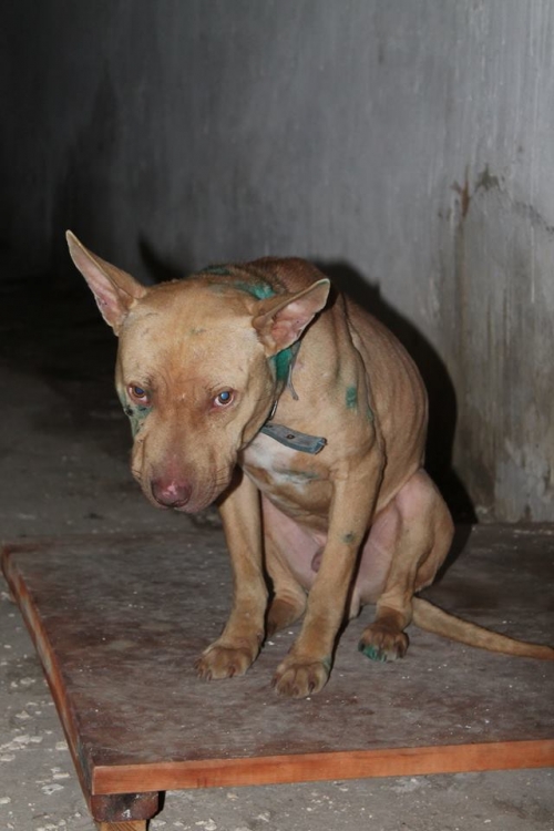 პიტი ბიგი