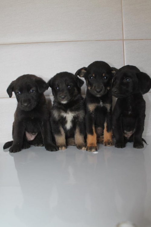 მეტისის ლეკვები უსახელო