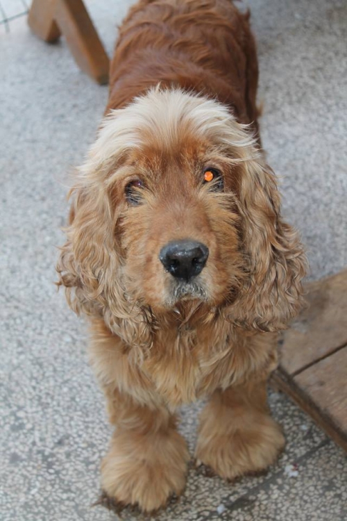 კოკერსპანიელი ჩარლი