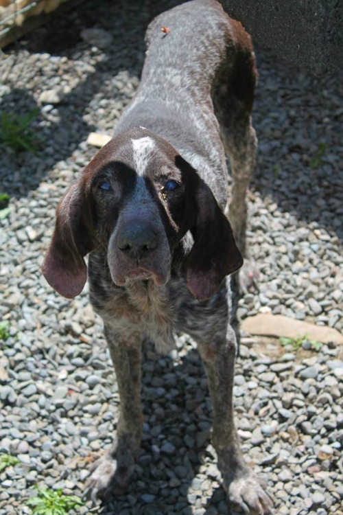 კურცხაარი ჩარლი