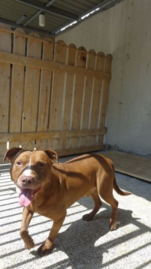 პიტი ლორდი