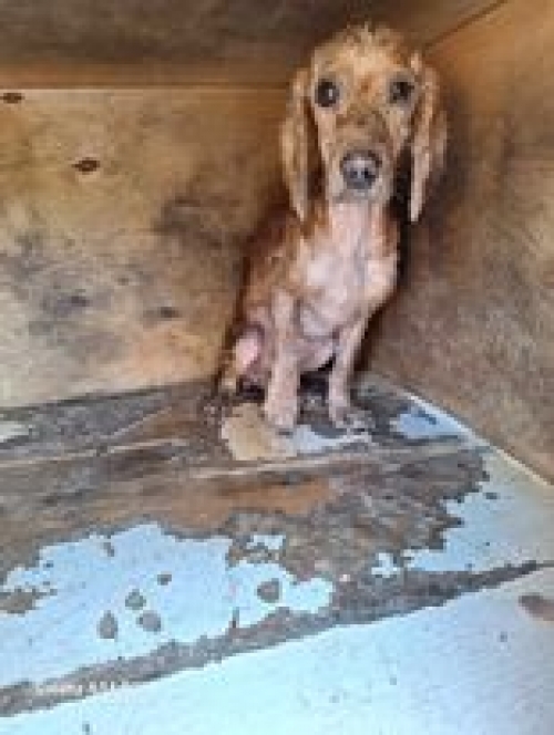 კოკერსპანიელი მეტრომშენი მოედანზე სომხურ სკოლასლა დარქვა მიმი