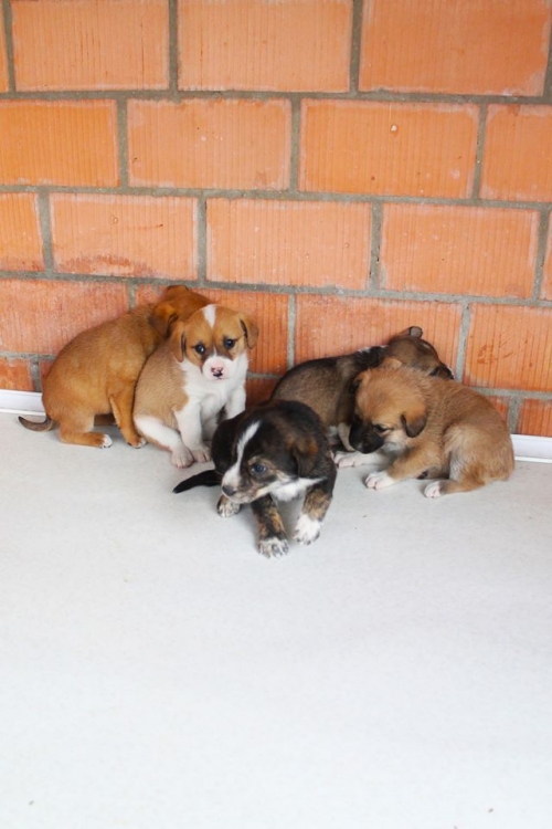 მეტისის ლეკვები უსახელო