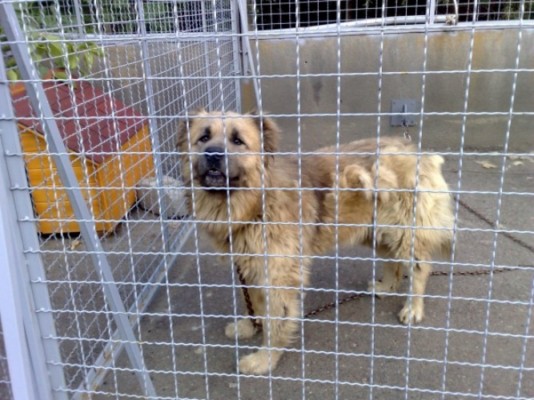 * გაჩუქებულები ბარსა