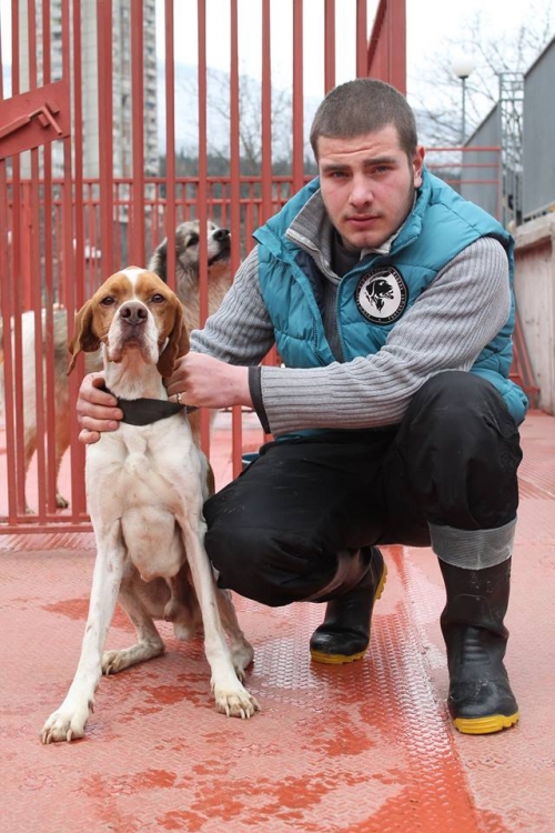 პოინტერი უსახელო