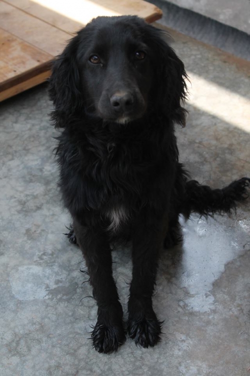 კოკერსპანიელი უსახელო