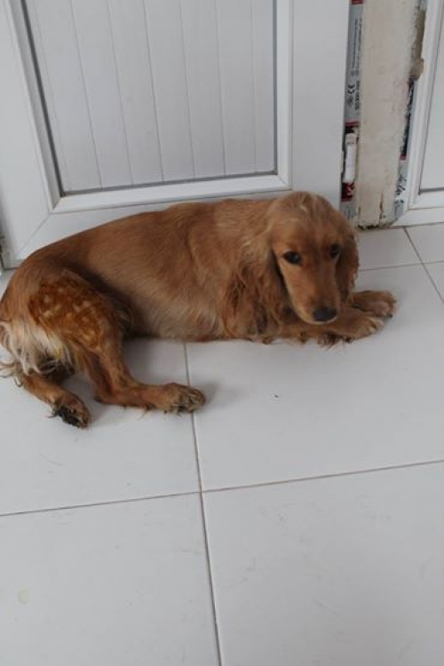 კოკერსპანიელი უსახელო