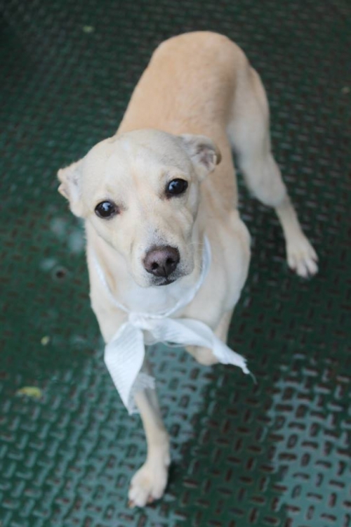 ჩიხუახუას მეტისი უსახელო