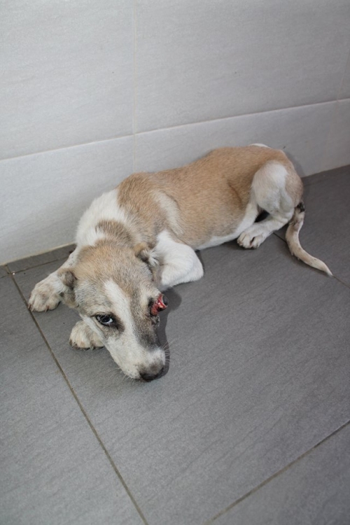 ქართული ქოფაკი უსახელო