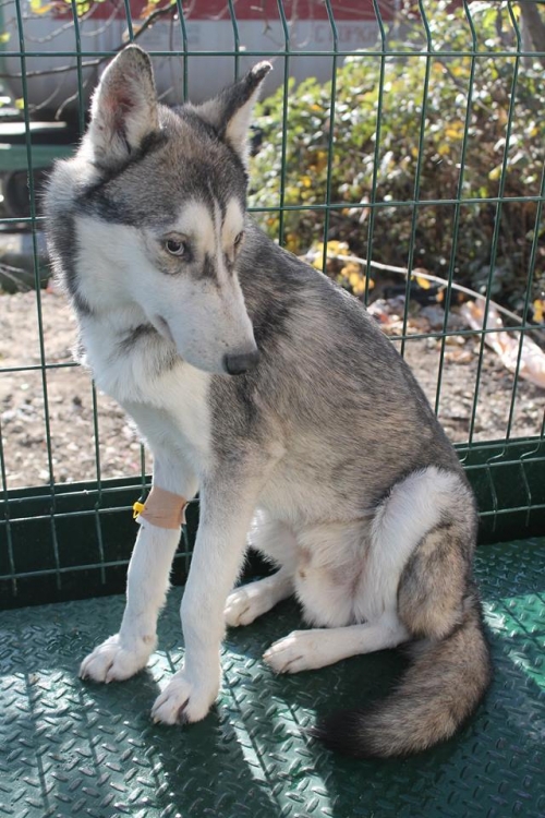 ლაიკა ლუი