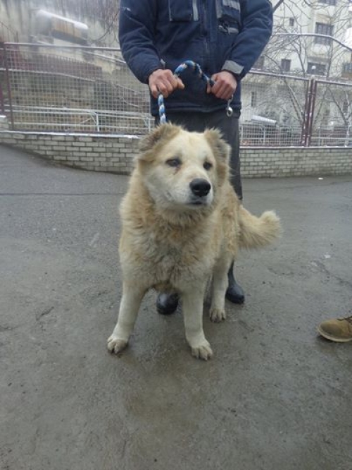 კავკასიური ნაგაზი ლომა