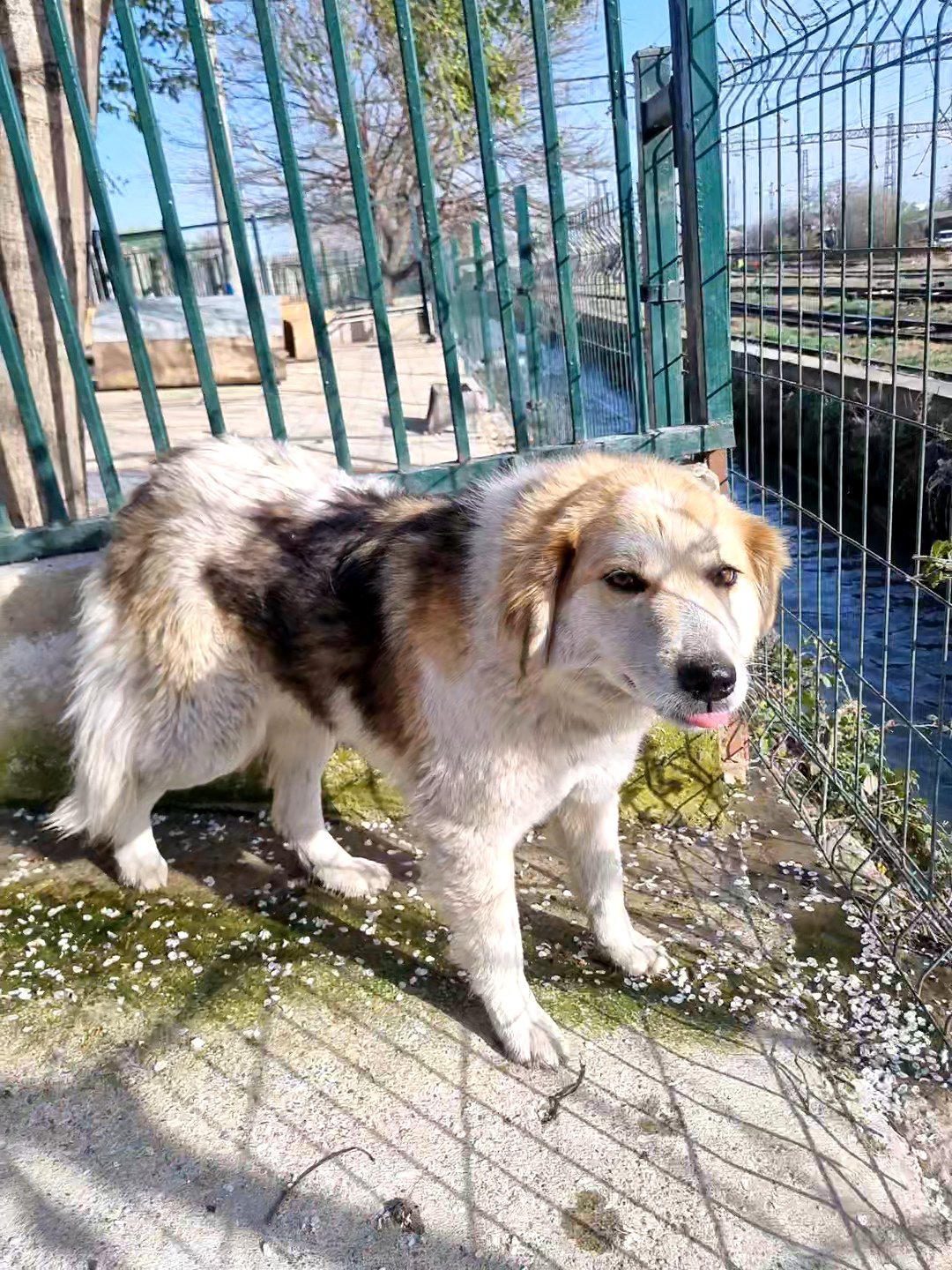 მეტისი. გორის თავშესაფარი