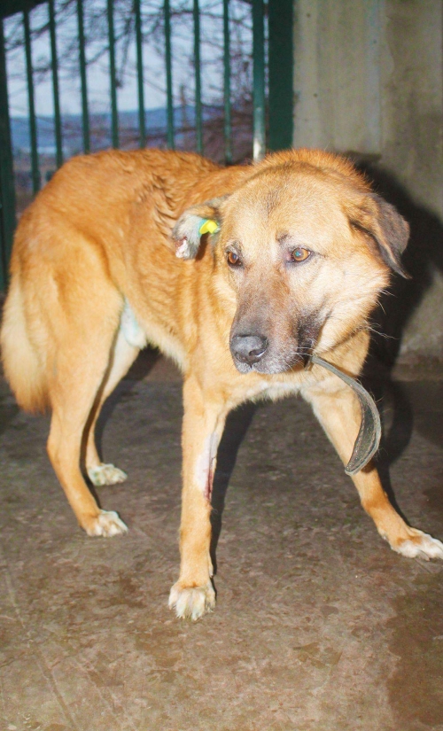 მეტისი უსახელო