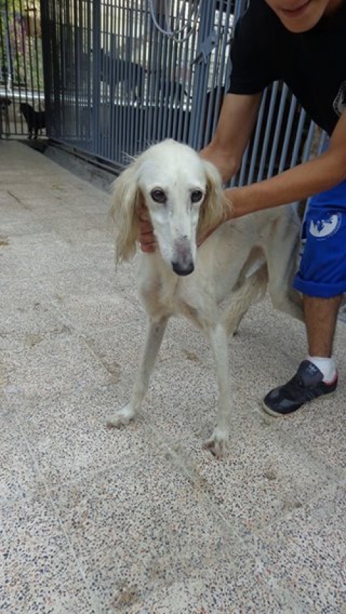 სალუკი უცნობი