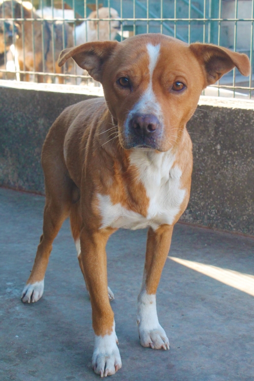 მეტისი უსახელო