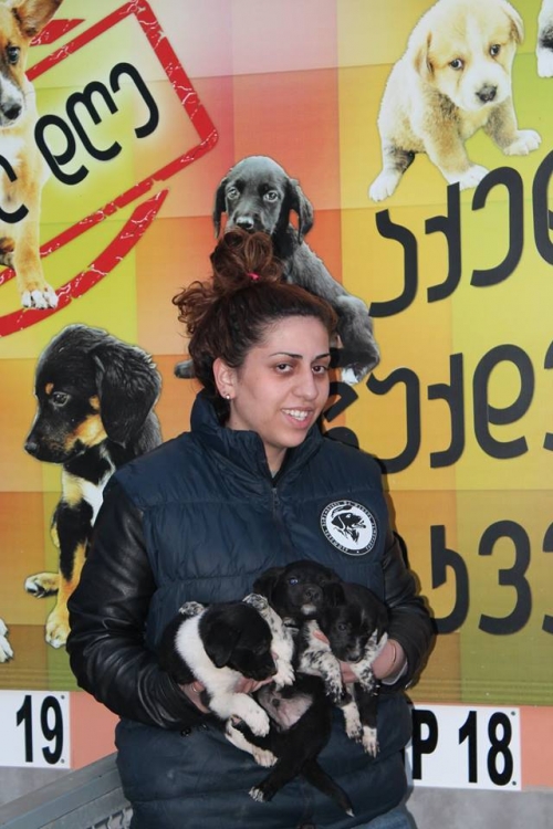 მეტისის ლეკვები უსახელო