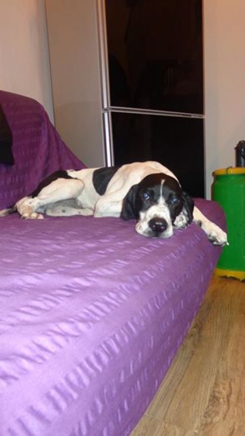 პოინტერი რეაგირებს სახელ რიჩიზე