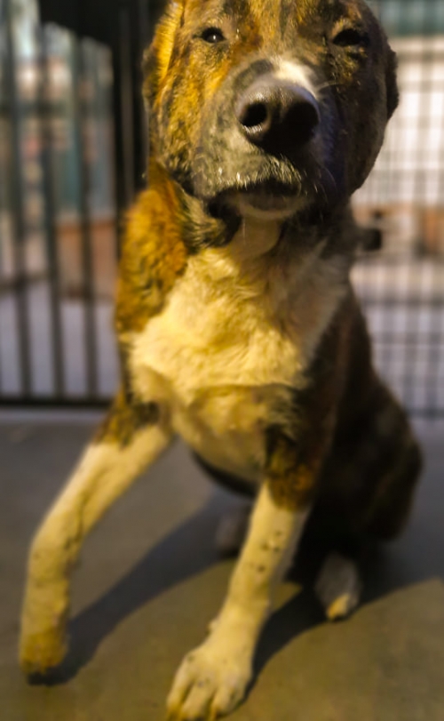 ქართული ქოფაკი ნაპოვნია დიღომში ამერიკის საელჩოსთან.