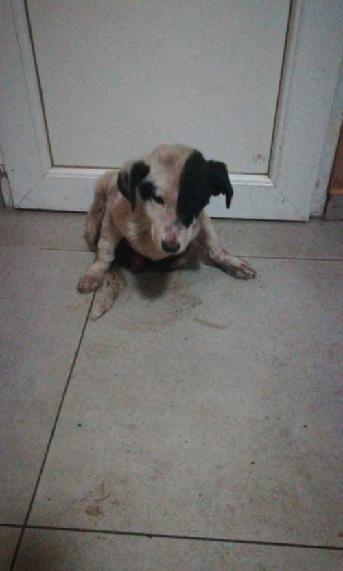 მეტისი ნაპოვნია დიღომში