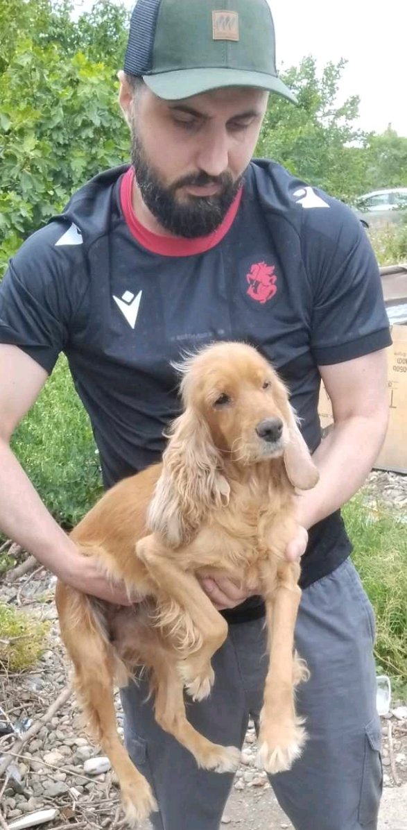 კოკერსპანიელი. თეთრიწყარო