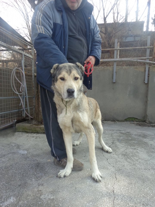 ქართული ნაგაზი ბუბუ