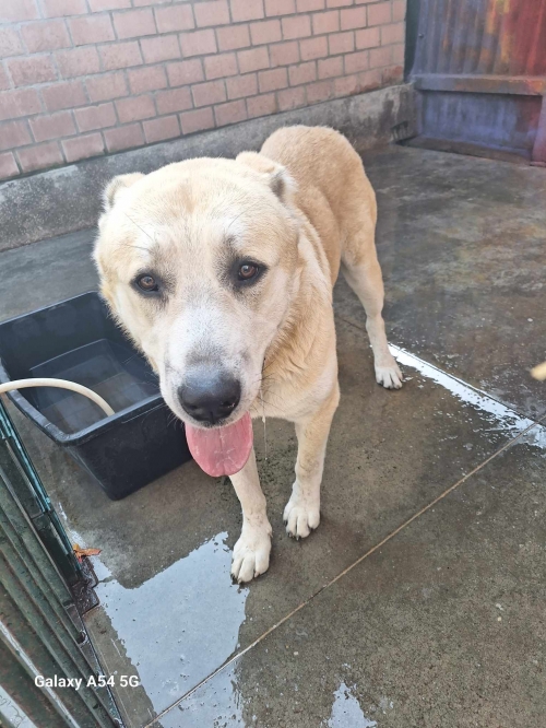 ქართული ნაგაზი ბაგი