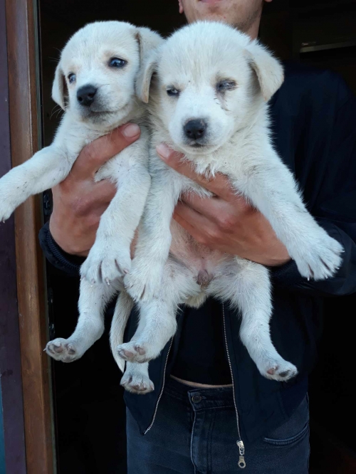 მეტისი მოსკოვის პროსპექტი