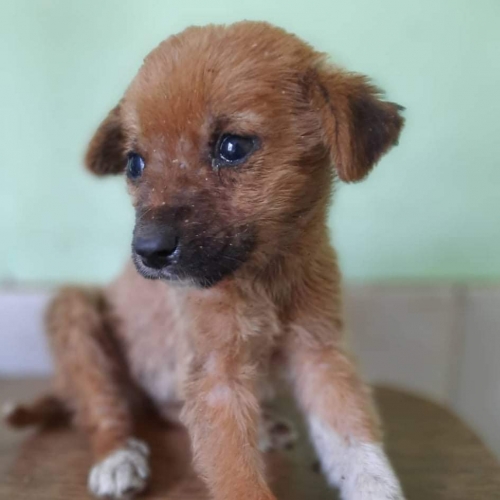 მეტისი ზუგდიდი