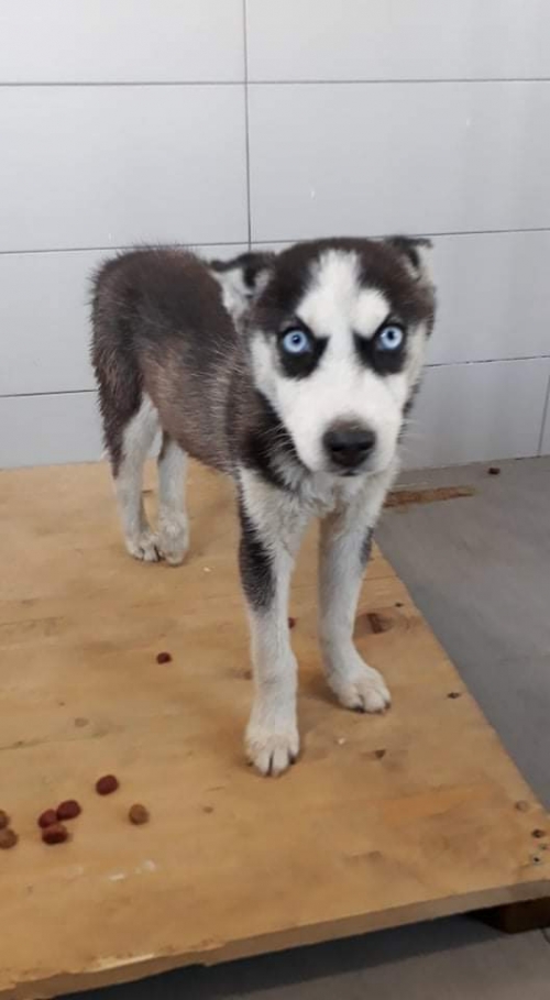 ლაიკა უსახელო