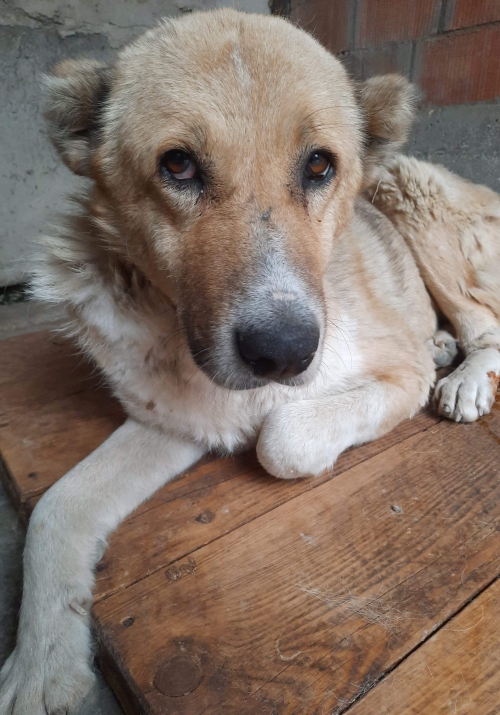 ქართული ქოფაკი უსახელო