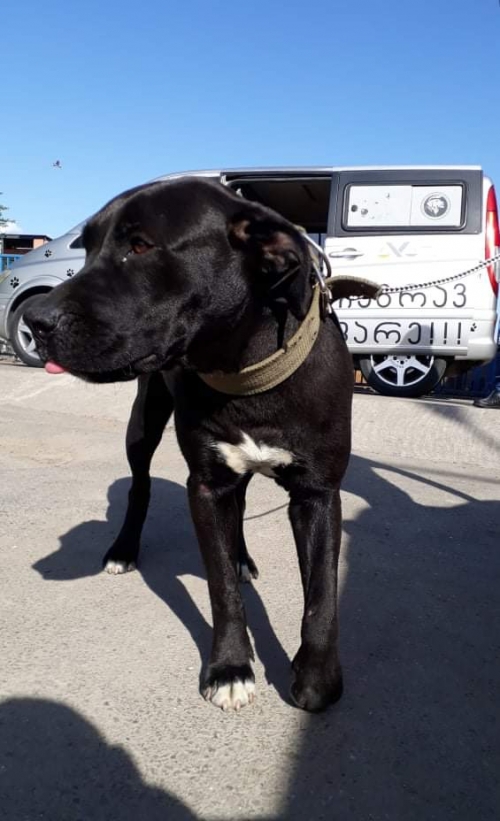 პიტი უსახელო