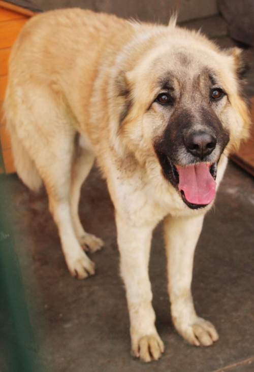 ქართული ნაგაზი უსახელო