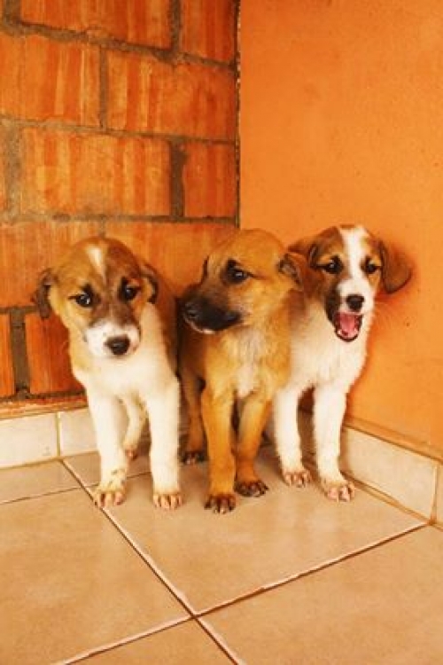 მეტისი უსახე