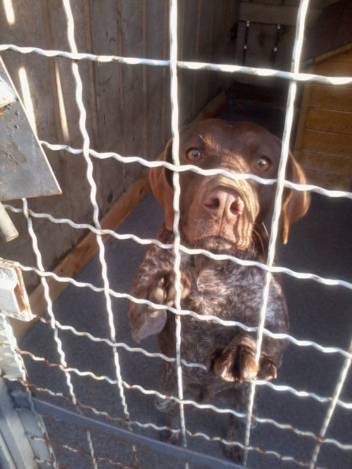 კურცხაარი მალსი