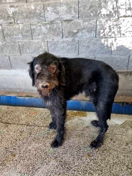 მეტისი ტობი