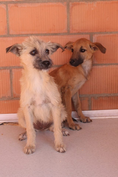 მეტისის ლეკვები მიკი და ბუბუ