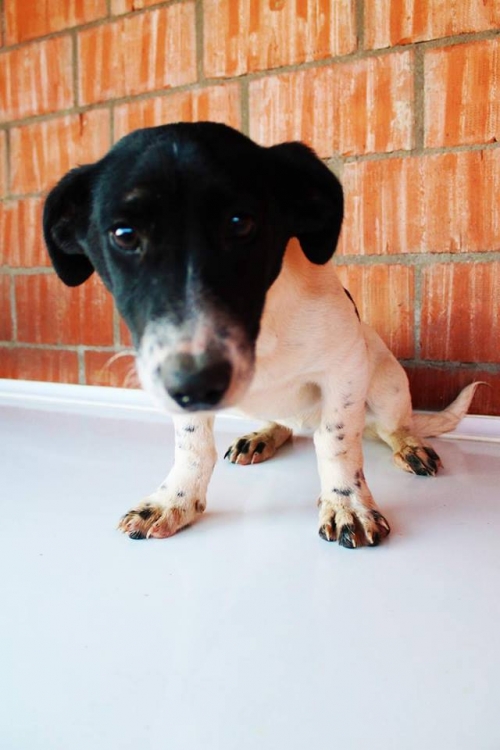 ფინია უსახელო