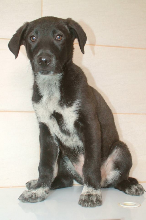 მეტისი უსახელო