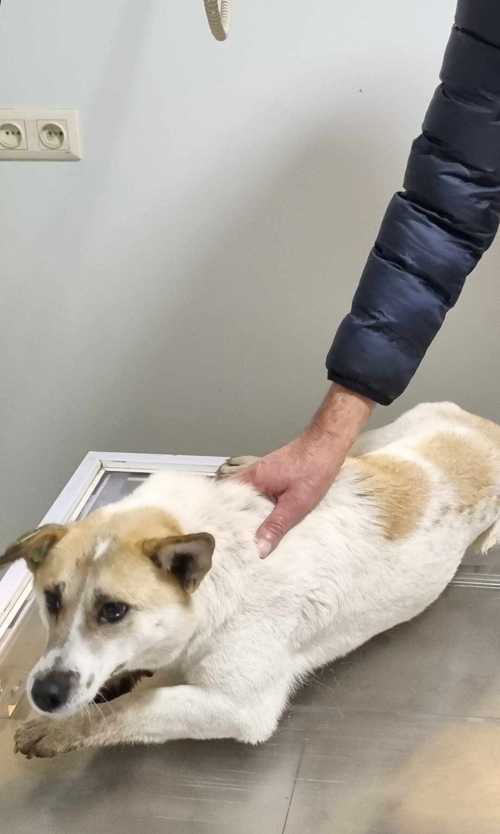 მეტისი ცხვარიჭამია