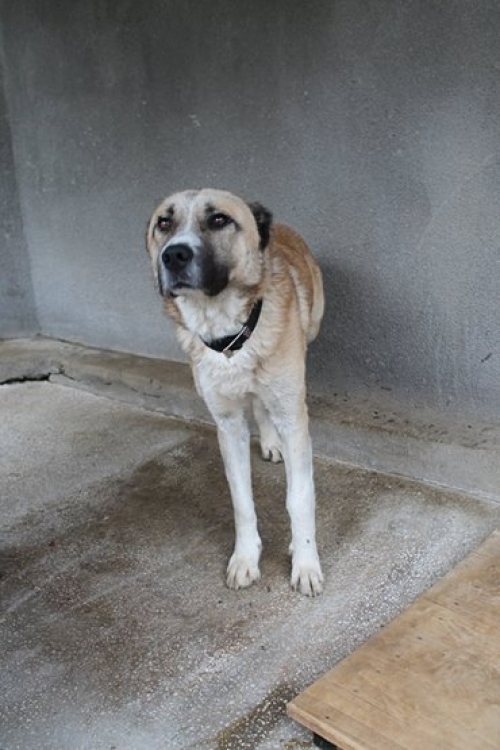 ქართული ქოფაკი უსახელო