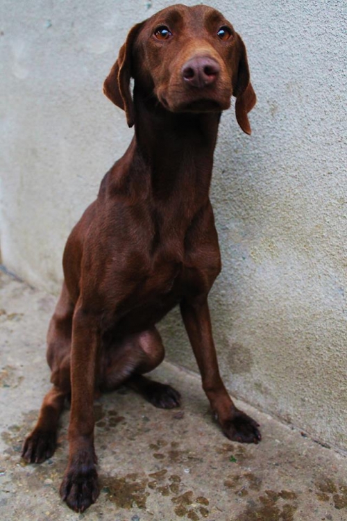 კურცხაარი უსახელო